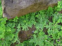 Selaginella imbricata-t.JPG